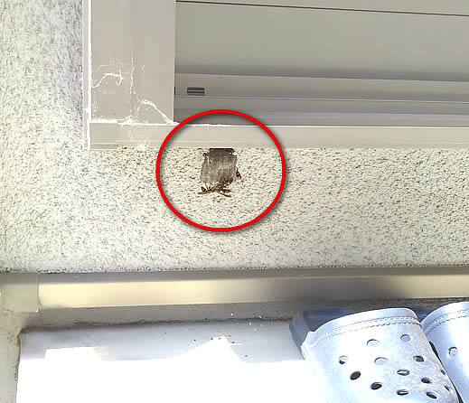 アシナガバチの巣駆除窓サッシ下部